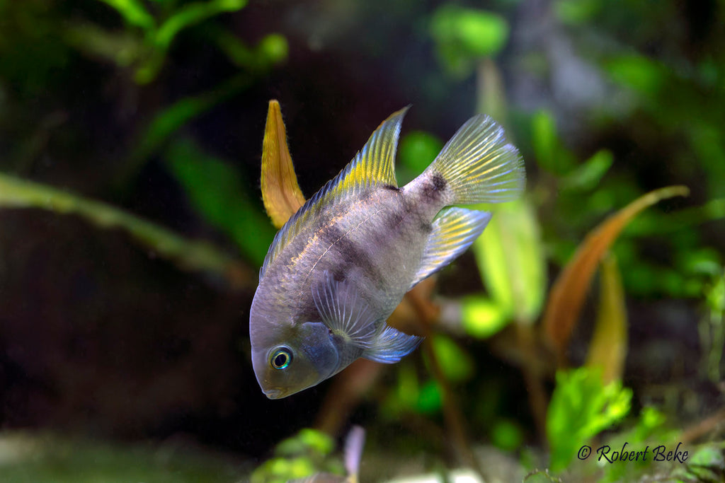 T-Bar Cichlids