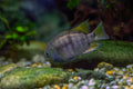 T-Bar Cichlids