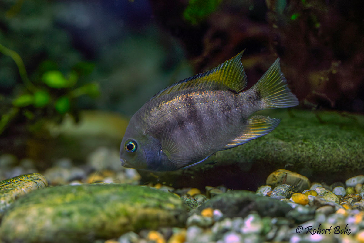 T-Bar Cichlids