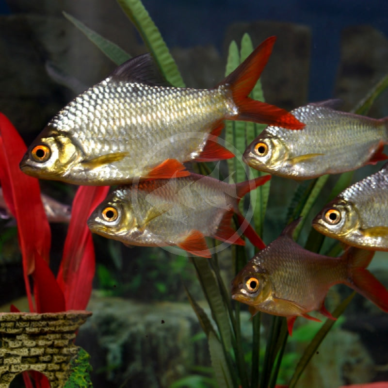 Tinfoil Barb