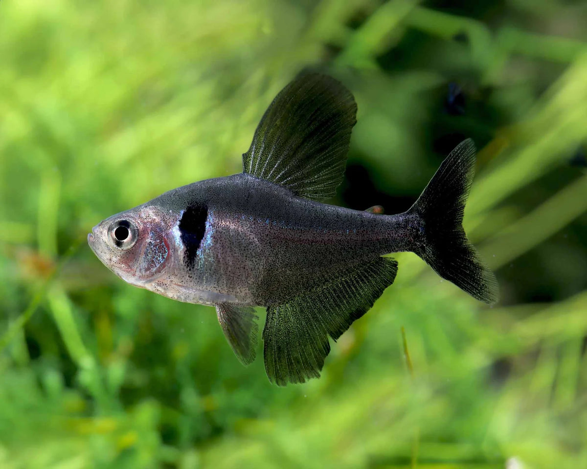 Black Phantom