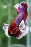 Salamander HMPK Pair