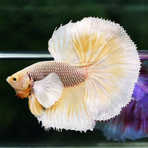 Betta Fish Gold Copper Net Dumbo OHM