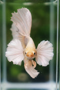 Betta Fish Gold Copper Net Dumbo OHM