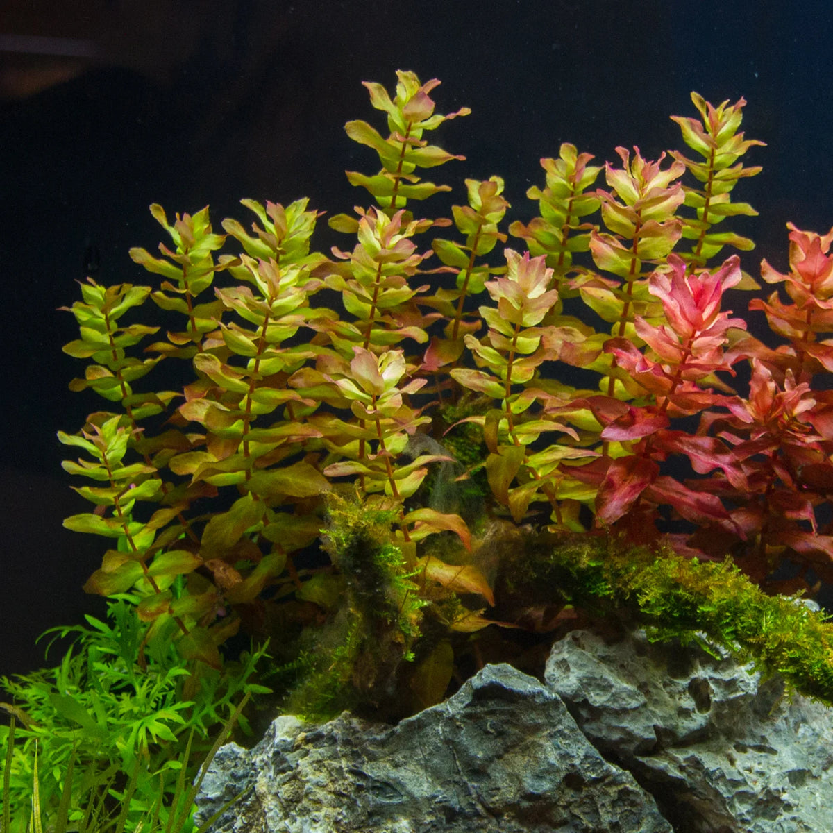 Bacopa caroliniana