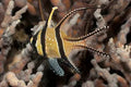 cardinal fish