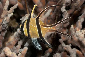 cardinal fish
