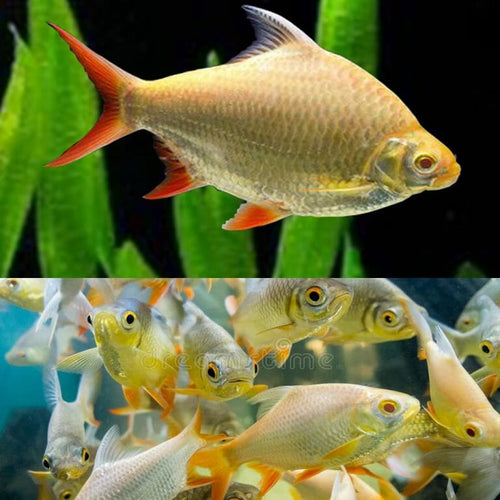 Albino Tinfoil Barb