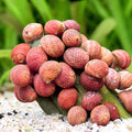 Red Batik snail