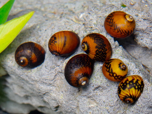 Batik snail