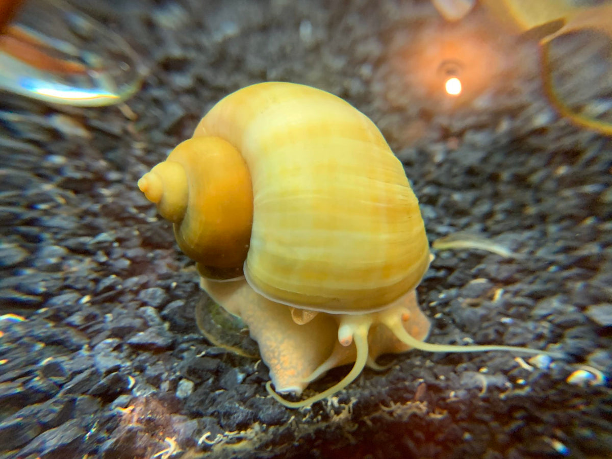 Mystery Snail