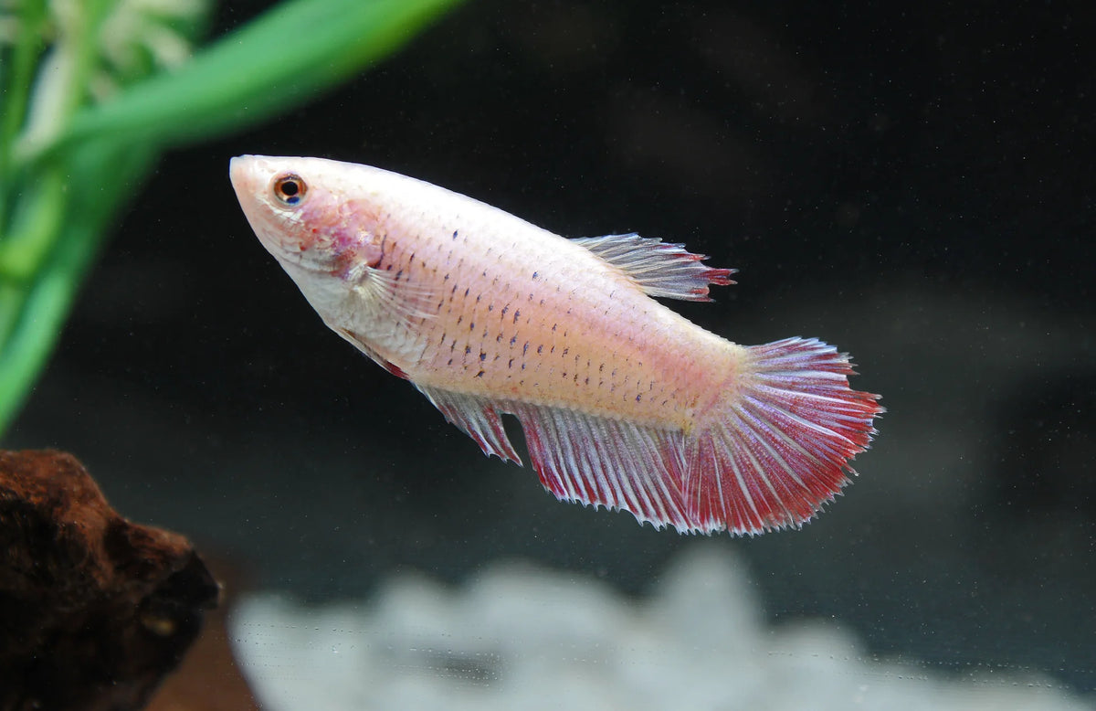 Female Betta