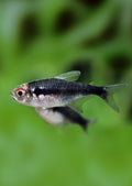 Black Diamond Neon Tetra Fish