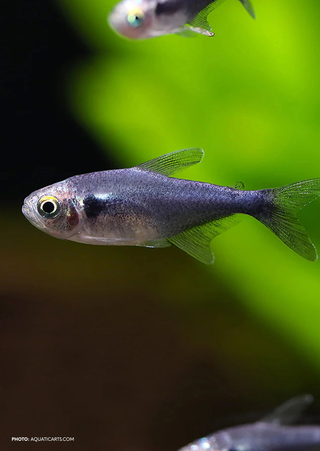 Black Diamond Neon Tetra Fish
