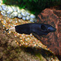 Black ghost