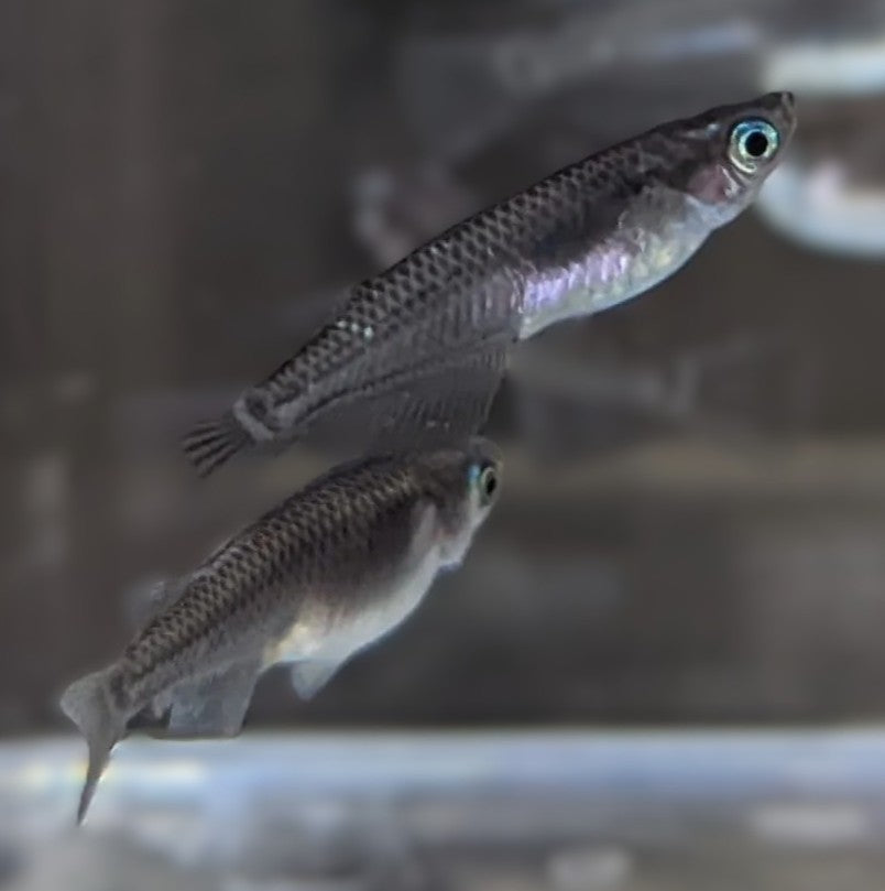 Rice Fish Black (Pair)