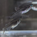 Rice Fish Black (Pair)