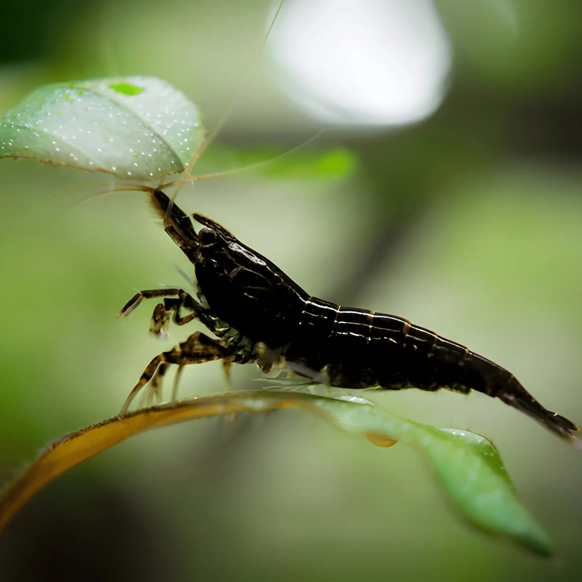 Black Shrimp