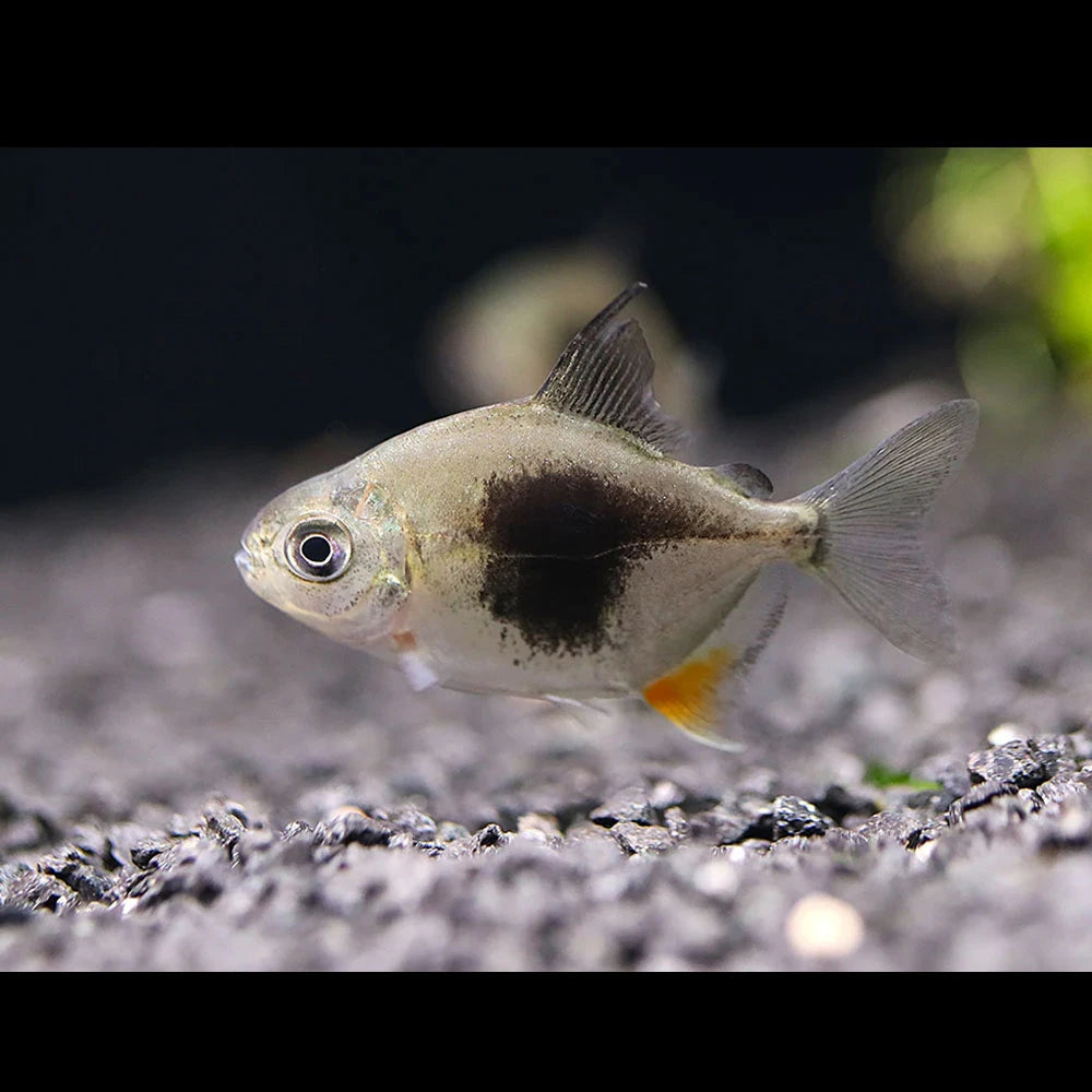Blackberry Silver Dollar cichlid