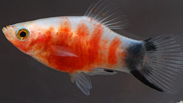 Bleeding Heart Platy