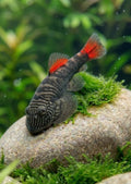 Bloody mary (per fish)