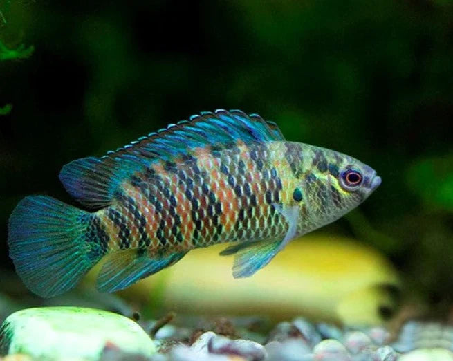 Blue Badis