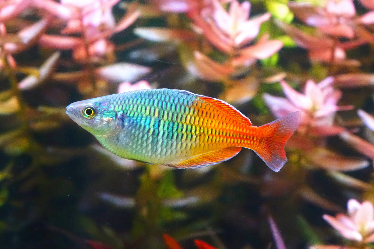 Boesmani Rainbow