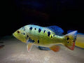 Peacock Bass Brocopondo