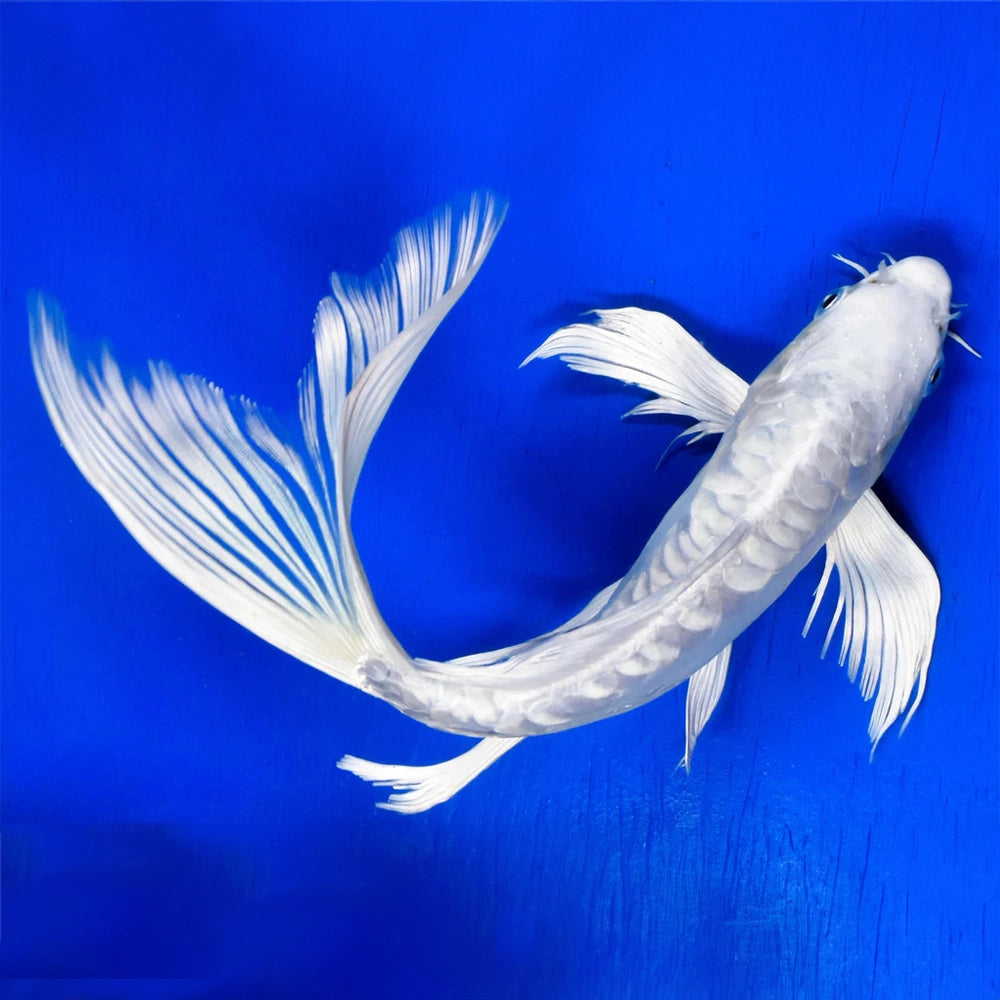 Premium platinum butterfly koi
