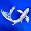 Premium platinum butterfly koi