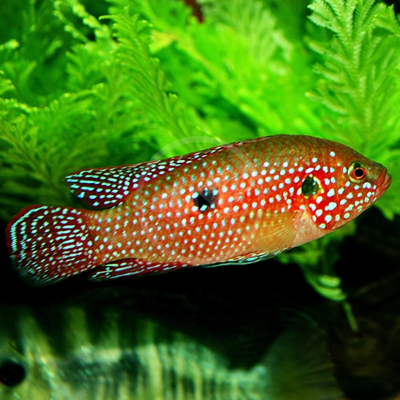Red jewel Cichlid