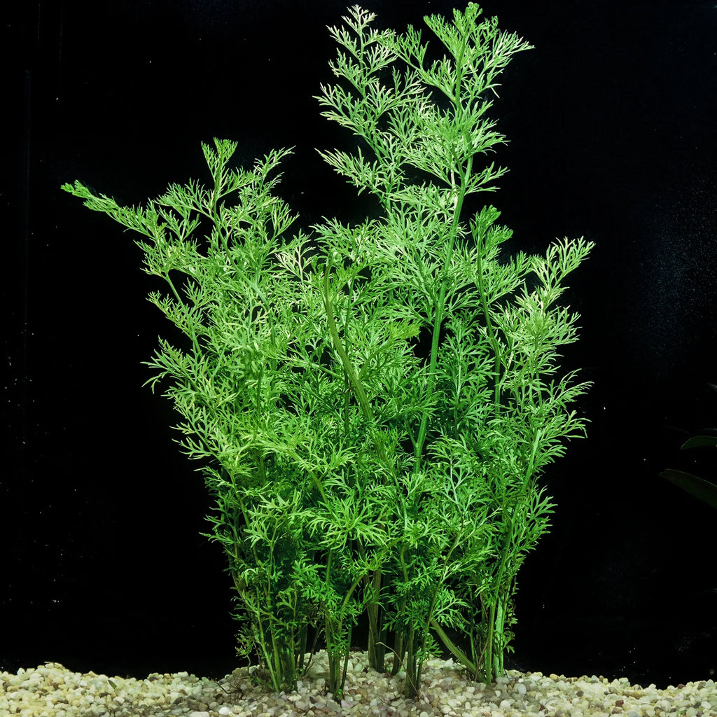 Ceratopteris thalictroides (China Fern)