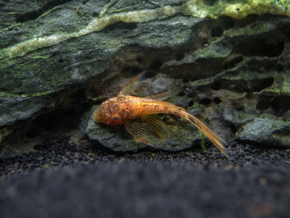 Calico Pleco Veiltail