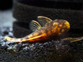Calico Pleco Veiltail