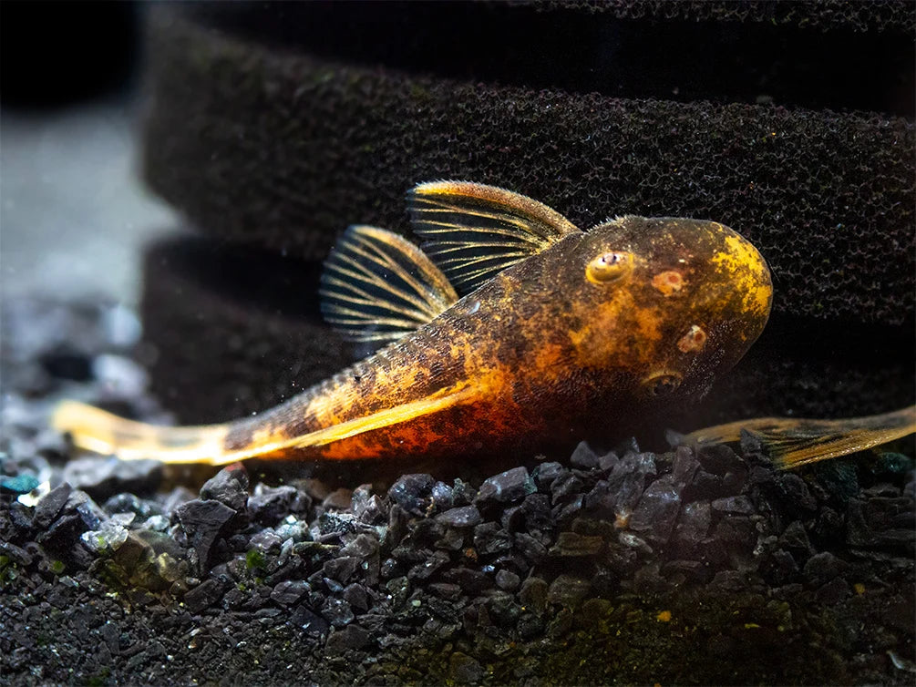 Calico Pleco Veiltail