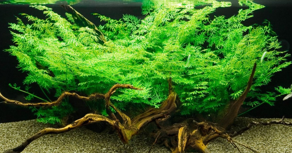 Ceratopteris thalictroides (China Fern)