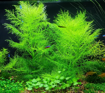 hygrophila balsamica