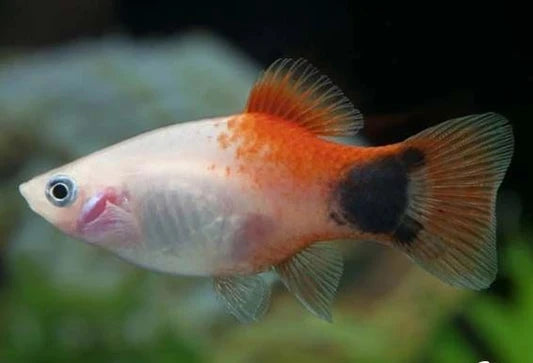 Tri Color Micky Mouse Platy