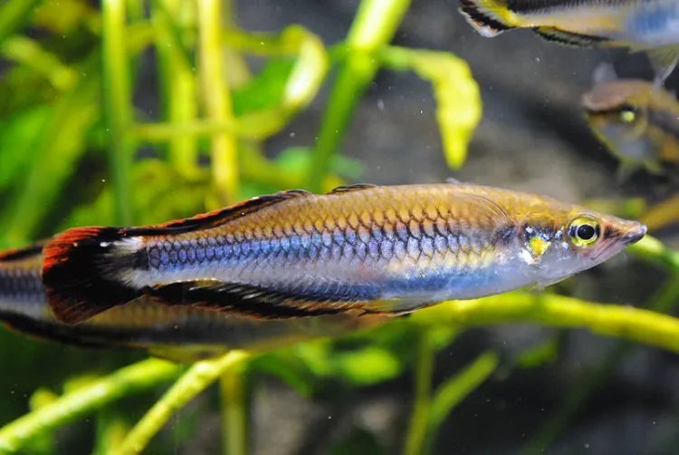 Madagascar Rainbow