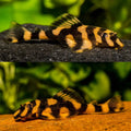 Butterfly Catfish