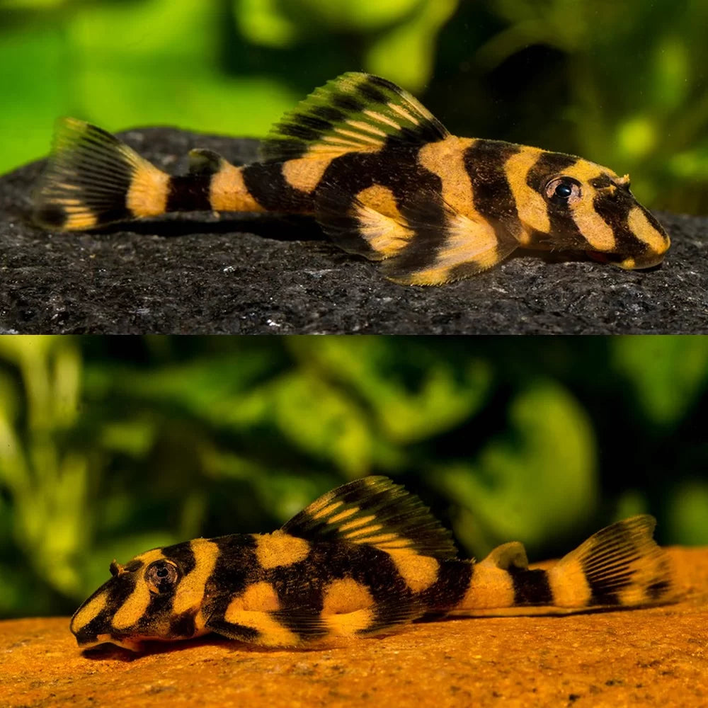 Butterfly Catfish