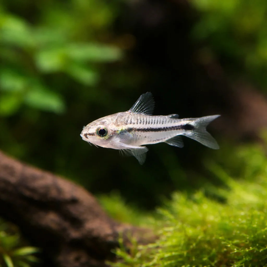 Pygmy cory