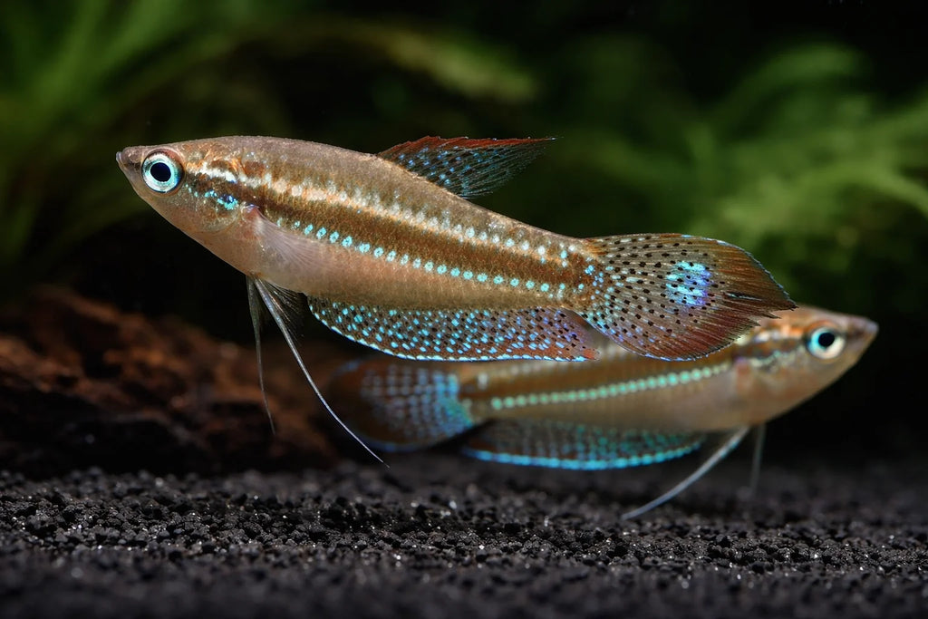 Sparkling Gourami