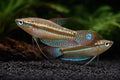 Sparkling Gourami
