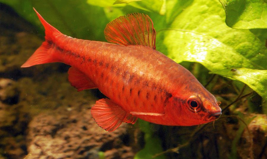 Cherry barb