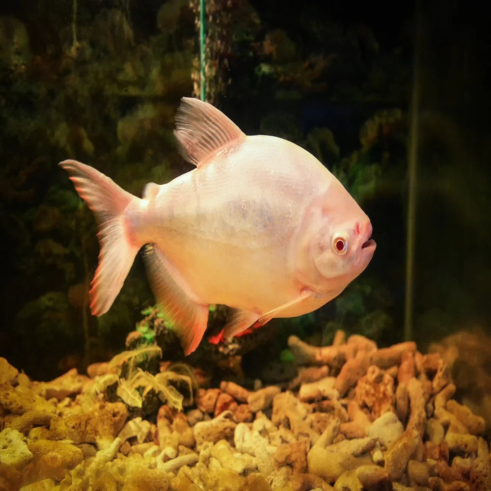 Albino pacu