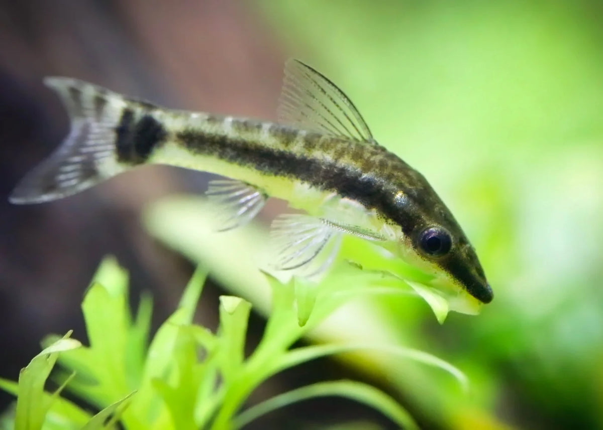 Otocinclus Catfish