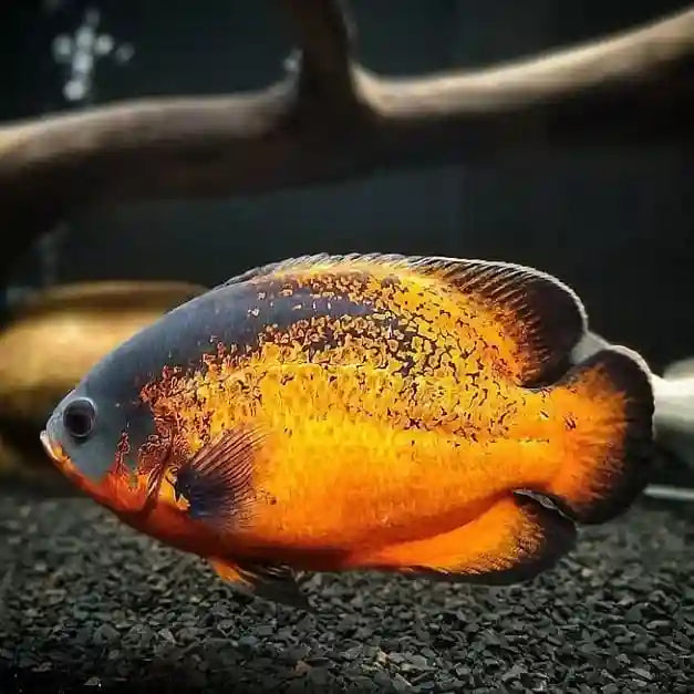 Copper Oscar