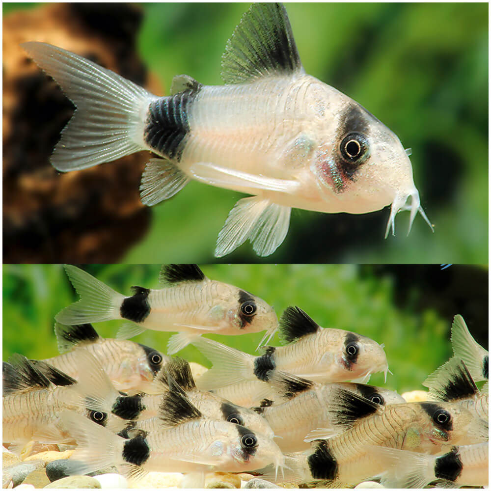 Panda cory