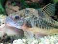 Pepper cory Catfish